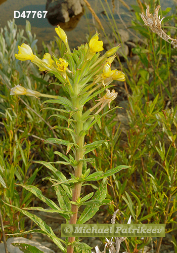 Oenothera oakesiana (Oakes' Evening Primrose, Onagraceae)